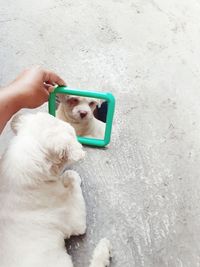 Midsection of person holding dog