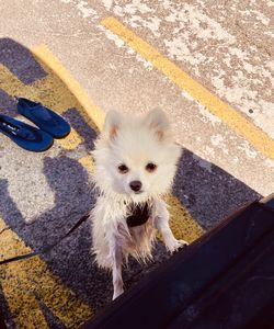 dog