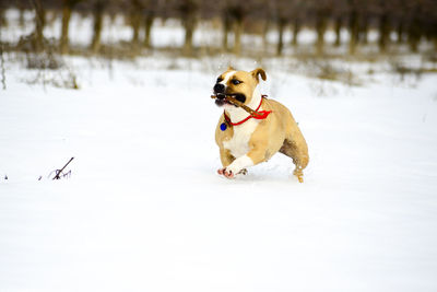 Dog running on snow covered land