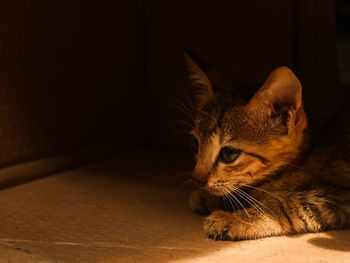 Close-up of a cat looking away