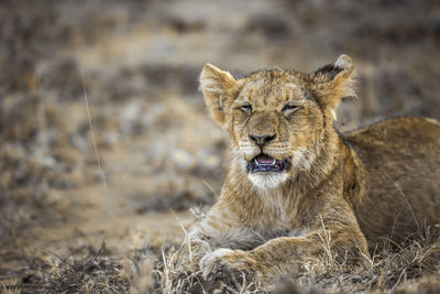 Lion cub in forest