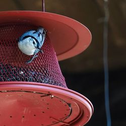 Close-up of red object on white background