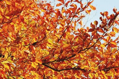 Low angle view of leaves on tree