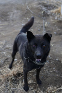 Close-up of dog standing on field