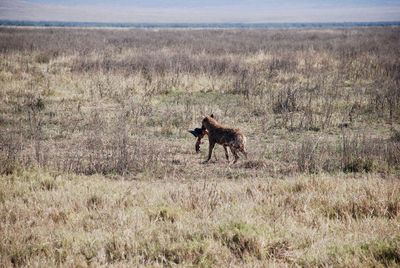 Horse running on landscape