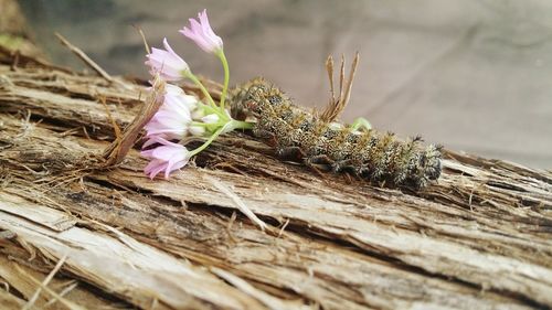 Close-up of bird on plant