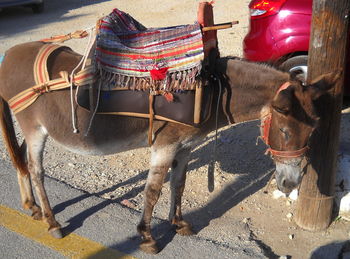 View of horse cart