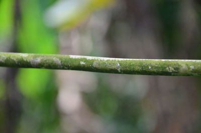 Close-up of wet plant