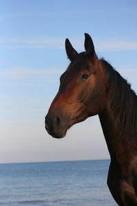 Horse standing in sea against sky