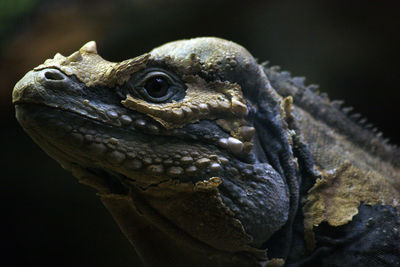 Close-up of iguana