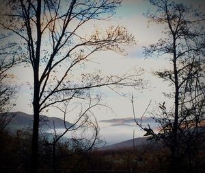 Silhouette bare trees against sky during sunset