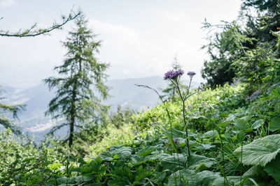 Close-up of flowering plants by trees against sky