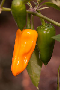 Close-up of yellow chili peppers on plant