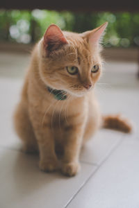 Close-up of a cat