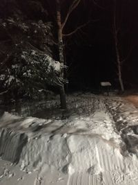 Snow covered land and trees in forest