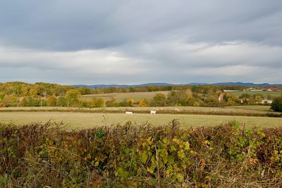 Scenic view of field against sky