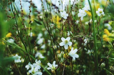 Close-up of flowers blooming outdoors