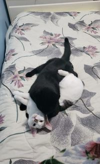 High angle view of cat relaxing on bed