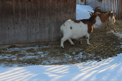 White horse in snow