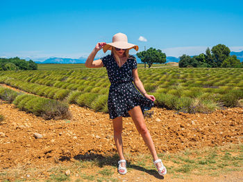 Lavender field in provence after cutting with young woman - fields of lavenda - southern france.