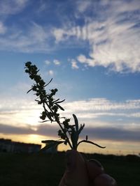 Silhouette person plant against sky during sunset