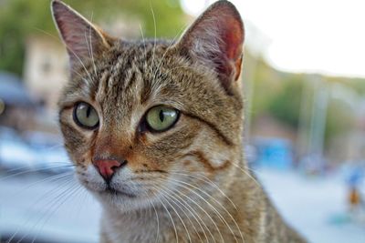 Close-up of a cat looking away