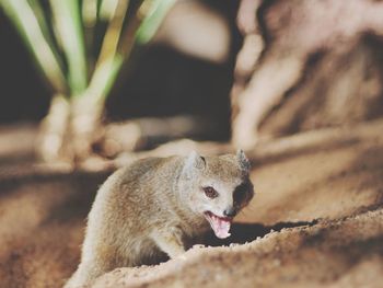 Close-up of squirrel