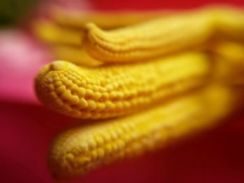 Close-up of yellow flower