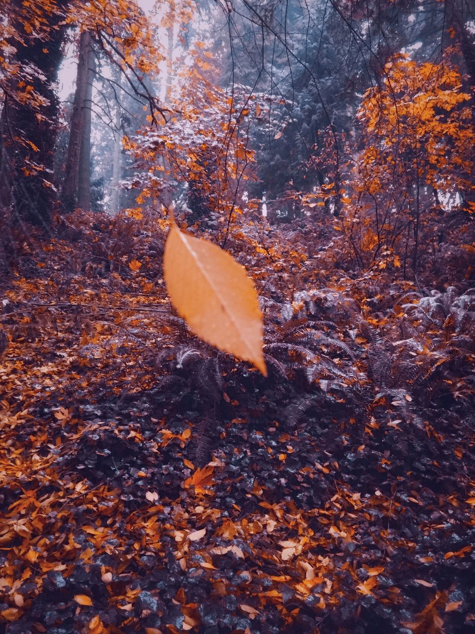 CLOSE-UP OF AUTUMN LEAF ON WATER