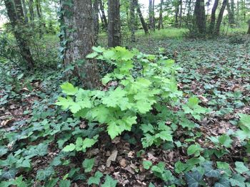 Trees growing in forest