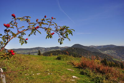 Scenic view of field against clear blue sky