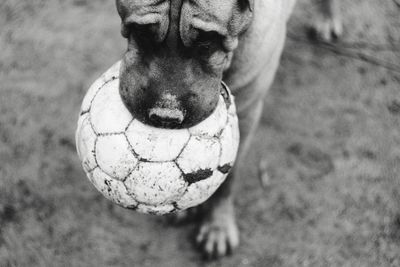 Close-up portrait of a dog