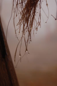 Close-up of spider web on branch against sky