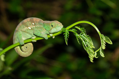 Close-up of lizard on leaf