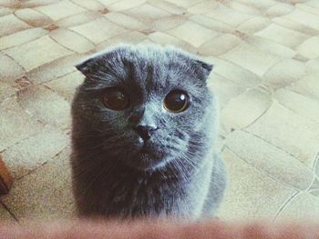 High angle portrait of cat on floor