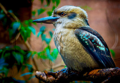 Close-up of bird perching on branch