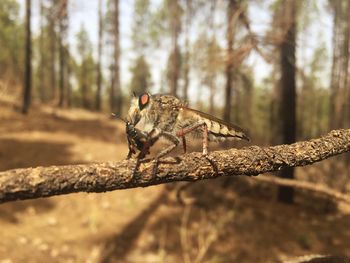 Close-up of insect perching on a tree