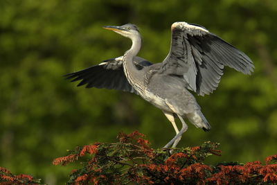 View of bird flying against blurred background