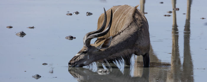 Drinking male kudu at a waterhole in ethosha, the national park of namibia