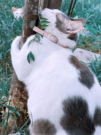 High angle view of a cat lying on land