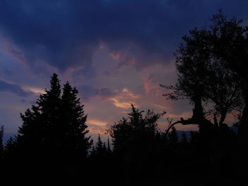 Low angle view of trees against sky