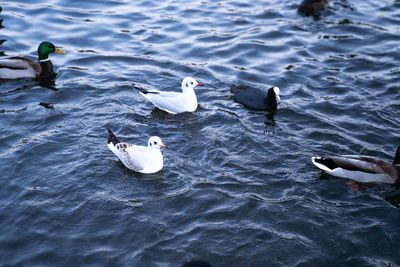 High angle view of seagulls swimming in lake