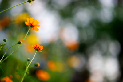 Close-up of yellow flowering plant