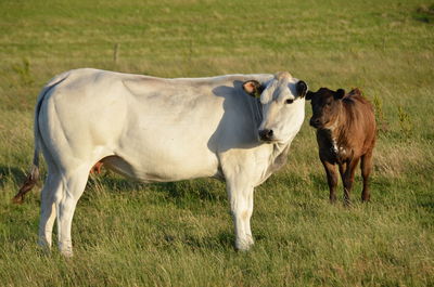 Cow standing in a field