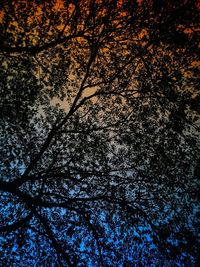 Low angle view of silhouette trees against sky at night