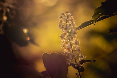 Close-up of flowering plant