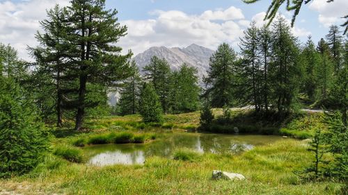 Scenic view of forest against sky