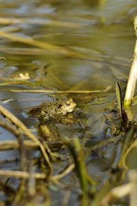 Close-up of frog swimming in lake