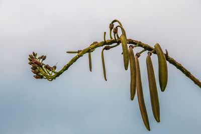 Low angle view of plant against sky