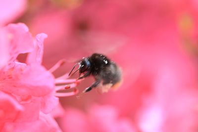 Close-up of bee pollinating on pink flower